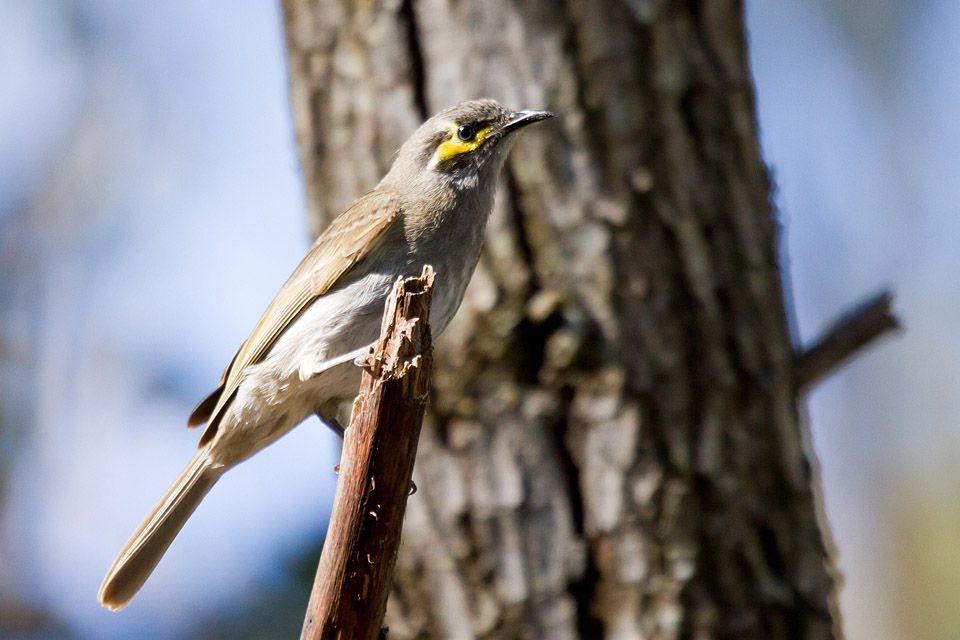 Yellow-faced Honeyeater (Lichenostomus chrysops)